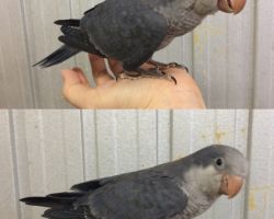 168.オキナインコ雛