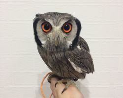 176.アフリカオオコノハズク