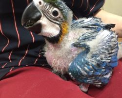 171.ルリコンゴウインコ