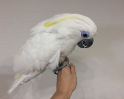 170.ルリメタイハクオウム♂