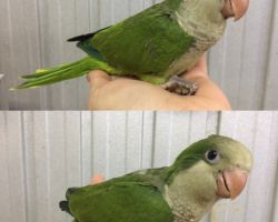 167.オキナインコ雛