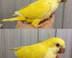 166.オキナインコ雛