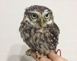 174.コキンメフクロウ♀