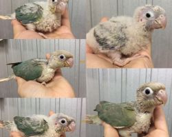 172.ウロコインコ ひな