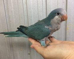 169.オキナインコ雛