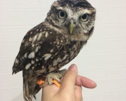 175.コキンメフクロウ♀