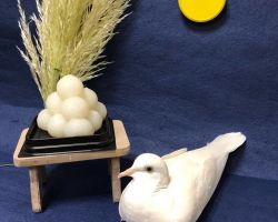 消費税増税に伴う商品価格変更のお知らせ