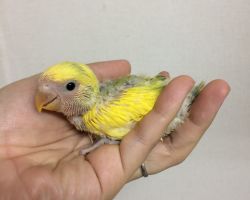184.コザクラインコ