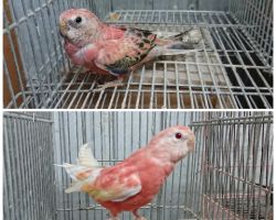 186.アキクサインコ