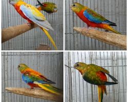 185.キキョウインコ オパーリン