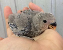 188.コザクラインコ ひな