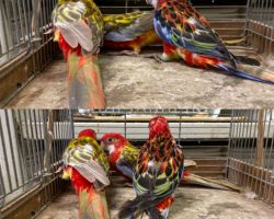 190.ナナクサインコ 若