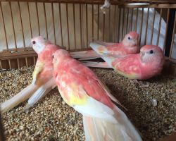 182.アキクサインコ 若