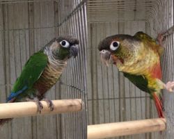 180.ウロコインコ