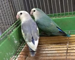 193.コザクラインコ ペア