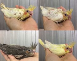 56.ノーマ、ルチノー