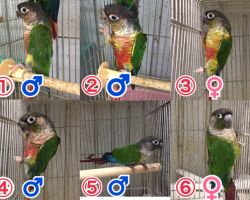 179.ウロコインコ