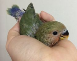 194.コザクラインコ雛