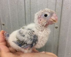 177.ウロコインコ ひな