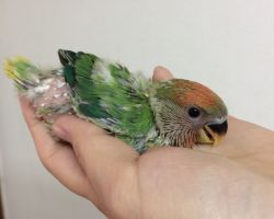 196.コザクラインコ雛
