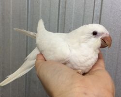 200.オキナインコ雛
