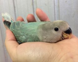 187.コザクラインコ ひな
