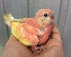 181.アキクサインコ・ルビノー ひな