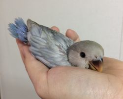 197.コザクラインコ雛