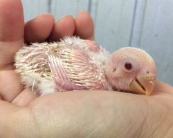 189.コザクラインコ ひな