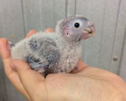 178.ウロコインコ ひな
