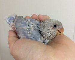 198.コザクラインコ雛