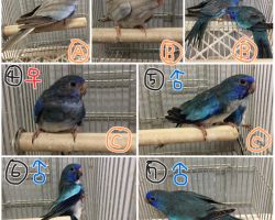 203.ヒムネキキョウインコ若