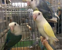 191.コザクラインコ 若