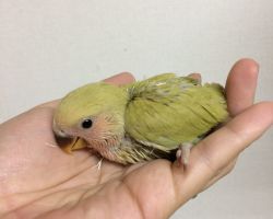 183.コザクラインコ