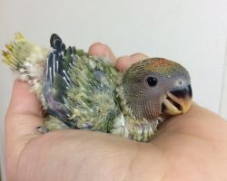 195.コザクラインコ雛