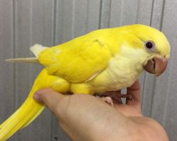 199.オキナインコ雛