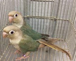 219.ウロコインコ ペア