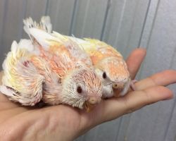 211.アキクサインコ雛