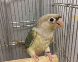 220.ウロコインコ♀