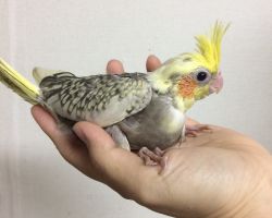 58.パールパイド