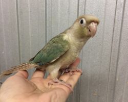 221.ウロコインコ♂