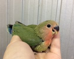 213.コザクラインコ雛