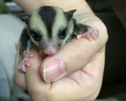 フクロモモンガ♂