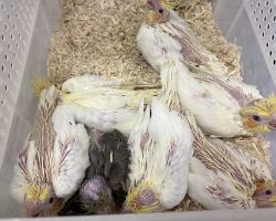 64.ノーマル、ルチノー