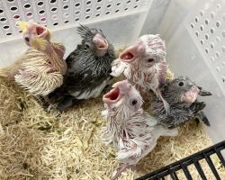 65.WFノーマル、アルビノ