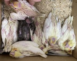 69.ルチノー、ノーマル