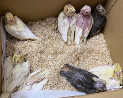 66.ルチノー、ノーマル