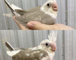 74.WFシナモンパイド