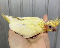 72.ルチノーパール