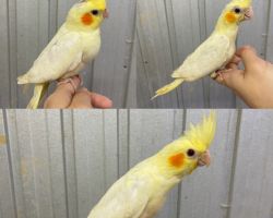 76.一人餌になったオカメちゃんたち